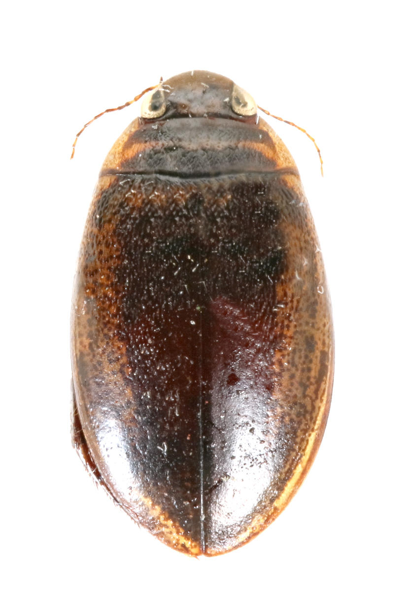 Thermonectus basillaris galapagoensis San Cristóbal Island. Specimen housed in the ICCDRS collection (ICCDRS 4083). Photo: María Sol Herrera, CDF, 2024.